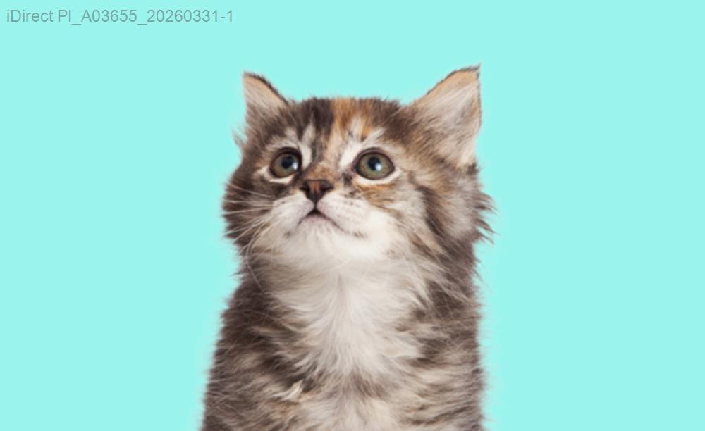 初養寵物的大忌：避開那些連老師傅都踩過的隱藏陷阱